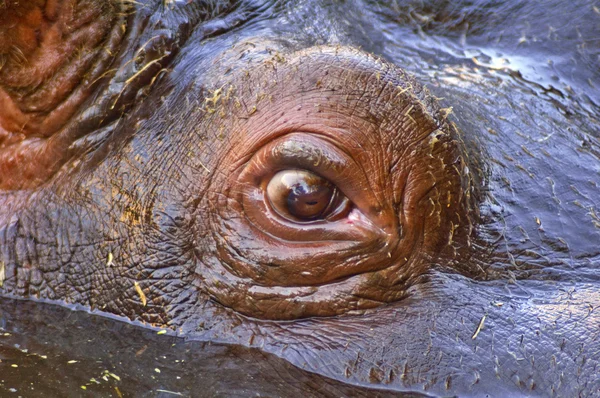 Hippo göz gülümsemek — Stok fotoğraf