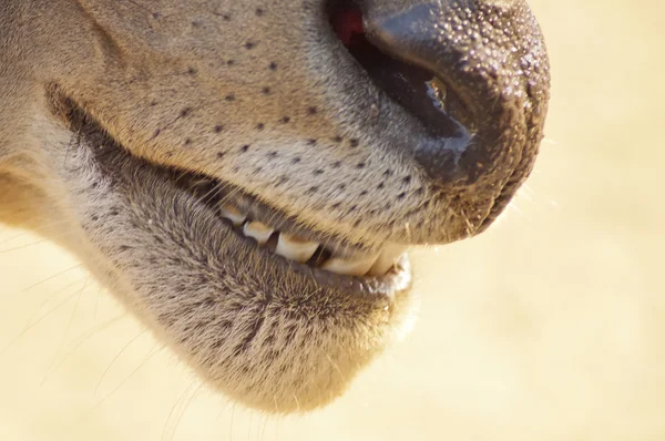 Рот и зубы антилопы — стоковое фото