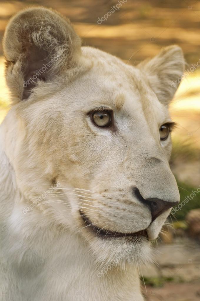 Lioness queen Stock Photos Royalty Free Lioness queen Images   Depositphotos