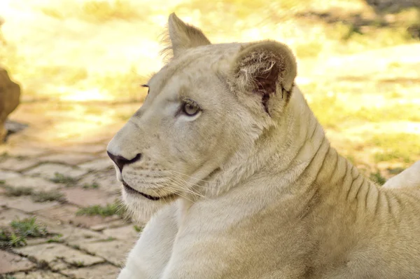 Young white lioness — Stock Photo, Image