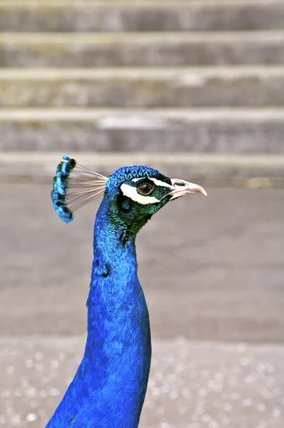 Unga peacock — Stockfoto