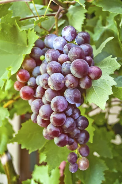 Friss piros szőlő — Stock Fotó