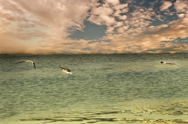 Flying seagull — Stock Photo, Image