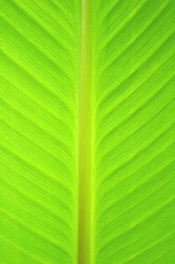 yaprak arka plan dokusu