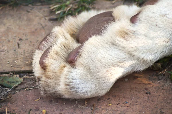 Löwen-Pfote — Stockfoto