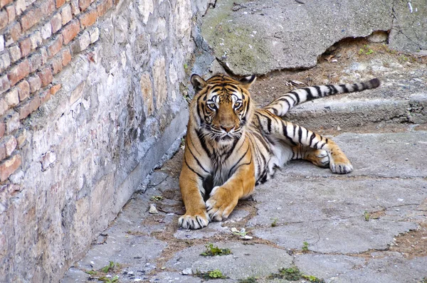 Aziatische tijger — Stockfoto