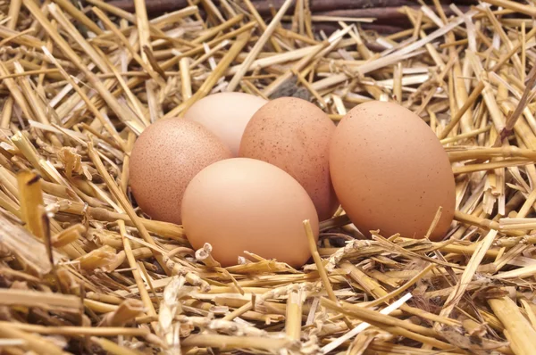 Huevos de pollo — Foto de Stock