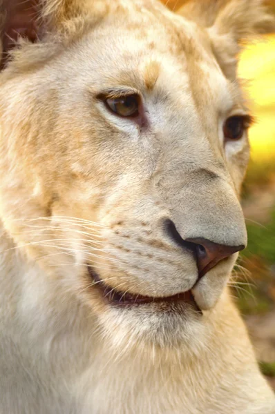 White lioness — Stock Photo, Image