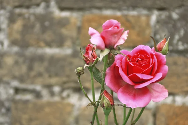 Rosas rosadas — Foto de Stock