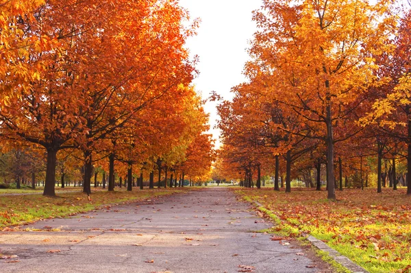 Herfstpark Rechtenvrije Stockfoto's