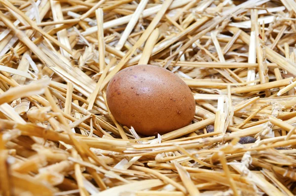 Huevo de pollo — Foto de Stock