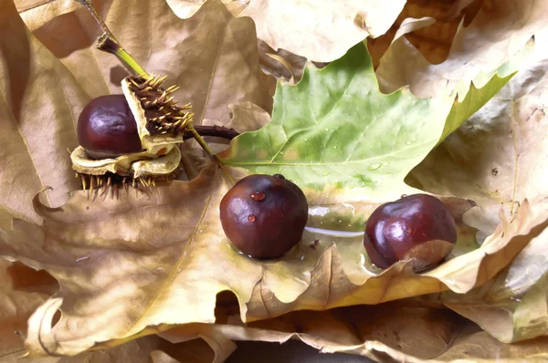 Chestnuts — Stock Photo, Image