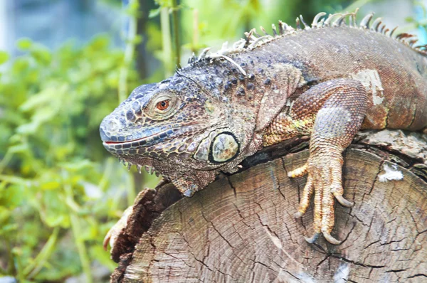 Iguana — Zdjęcie stockowe