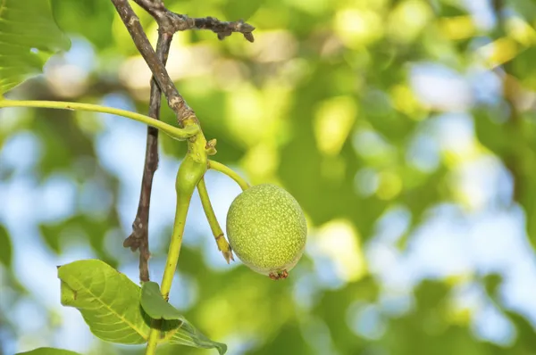 Зеленый орех — стоковое фото