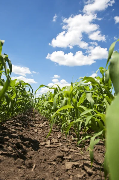 Corn field — Stock Photo, Image