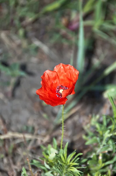 Rode papaver — Stockfoto