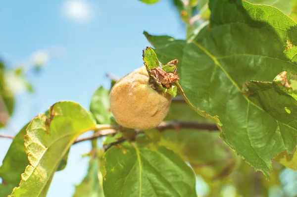 Quince en el árbol — Foto de Stock