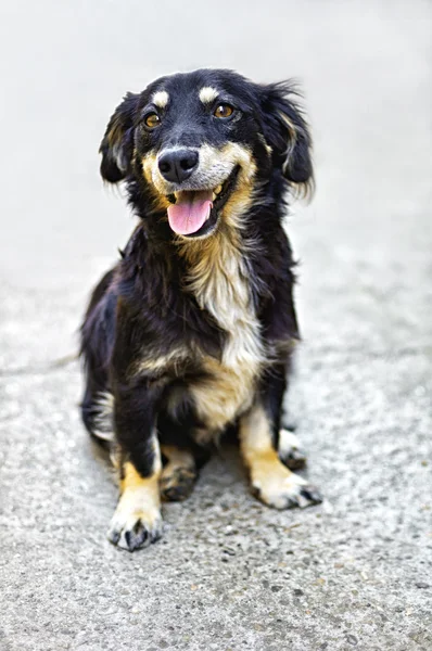 かわいい黒犬 — ストック写真
