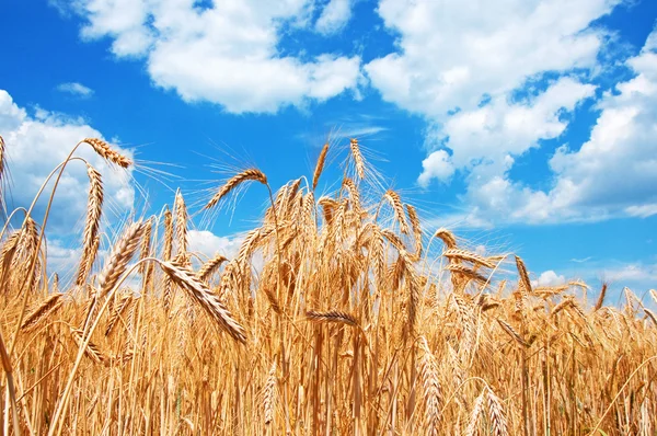 Wheat field — Stock Photo, Image