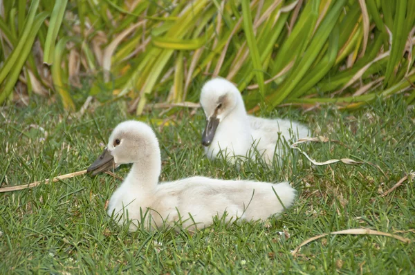 Beautiful young swans — Stockfoto