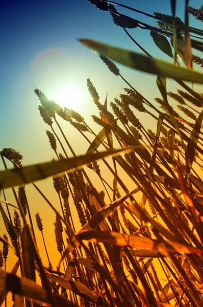 Gold wheat field — Stock Photo, Image