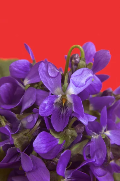 Viooltjes bloemen — Stockfoto