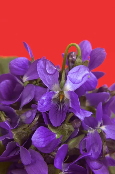 Flores de violetas — Fotografia de Stock