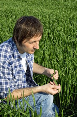 buğday alanında çiftçi.