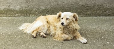 Sarı bir köpek bahçede oturan.