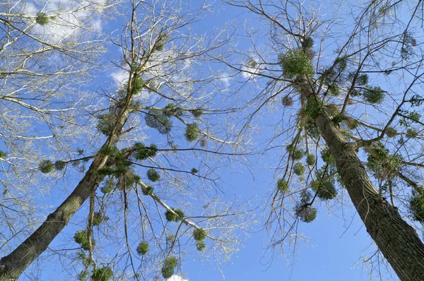 木の枝からの細部 — ストック写真