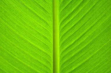 yaprak arka plan dokusu