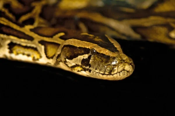 Royal boa — Stockfoto