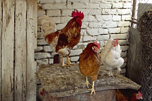 国内の鶏 — ストック写真