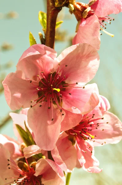 Persikoträd i blom — Stockfoto