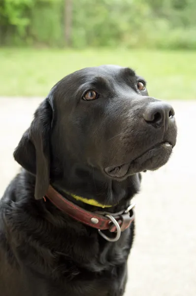 Czarny labrador retriever — Zdjęcie stockowe