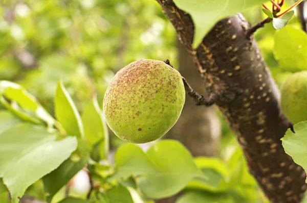 El albaricoque sobre el árbol — Foto de Stock