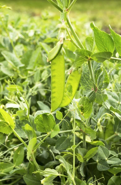 Jonge groene erwten — Stockfoto