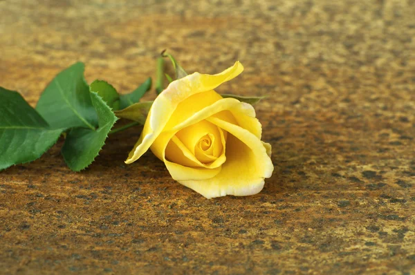 Sarı gül çiçeği..