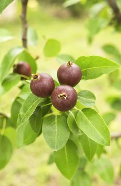 Pears — Stock Photo, Image