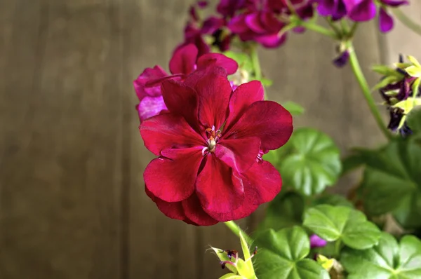 Flores de geranio rojo — Foto de Stock