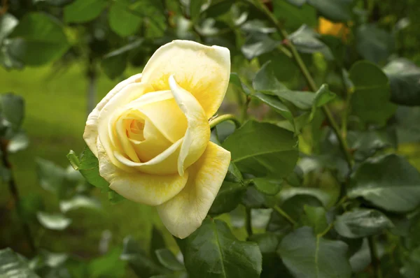 Fiori di rosa gialli . — Foto Stock