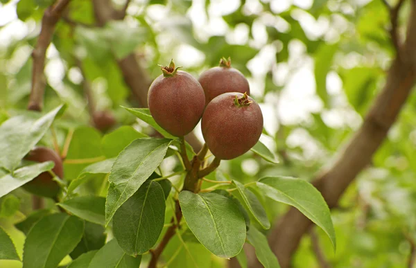 Unripe pears — Stock Photo, Image