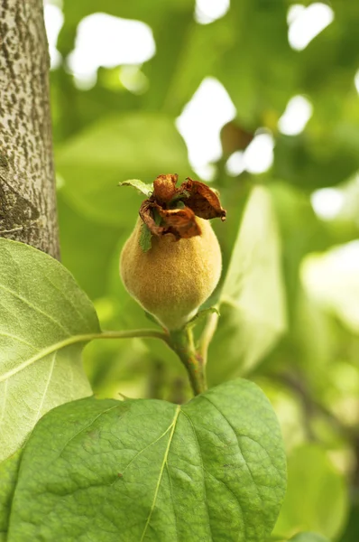 Coing sur l'arbre — Photo