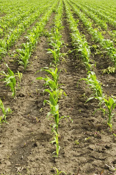 Campo de maíz joven — Foto de Stock