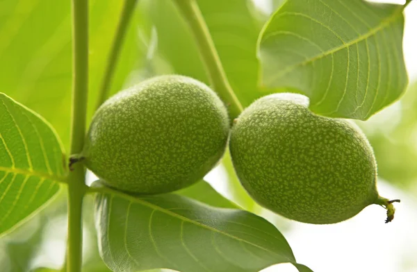 Nueces verdes creciendo en un árbol —  Fotos de Stock