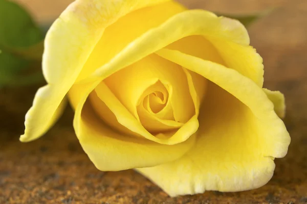 Gros plan de fleur de rose fraîchement jaune — Photo