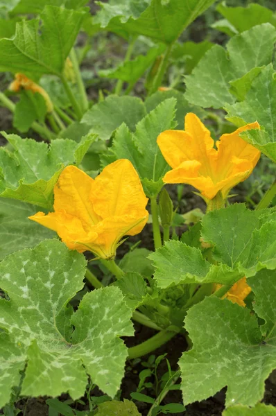 黄色の花のカボチャ — ストック写真