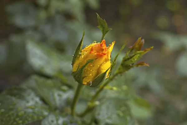 Flor de rosa recién amarilla — Foto de Stock