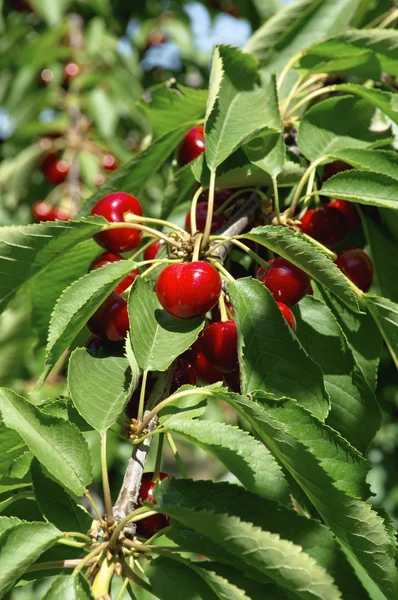 Tasty ripe cherry — Stock Photo, Image