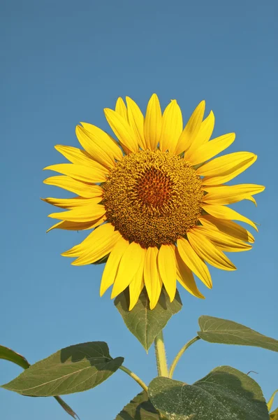 Beautiful sunflower — Stock Photo, Image